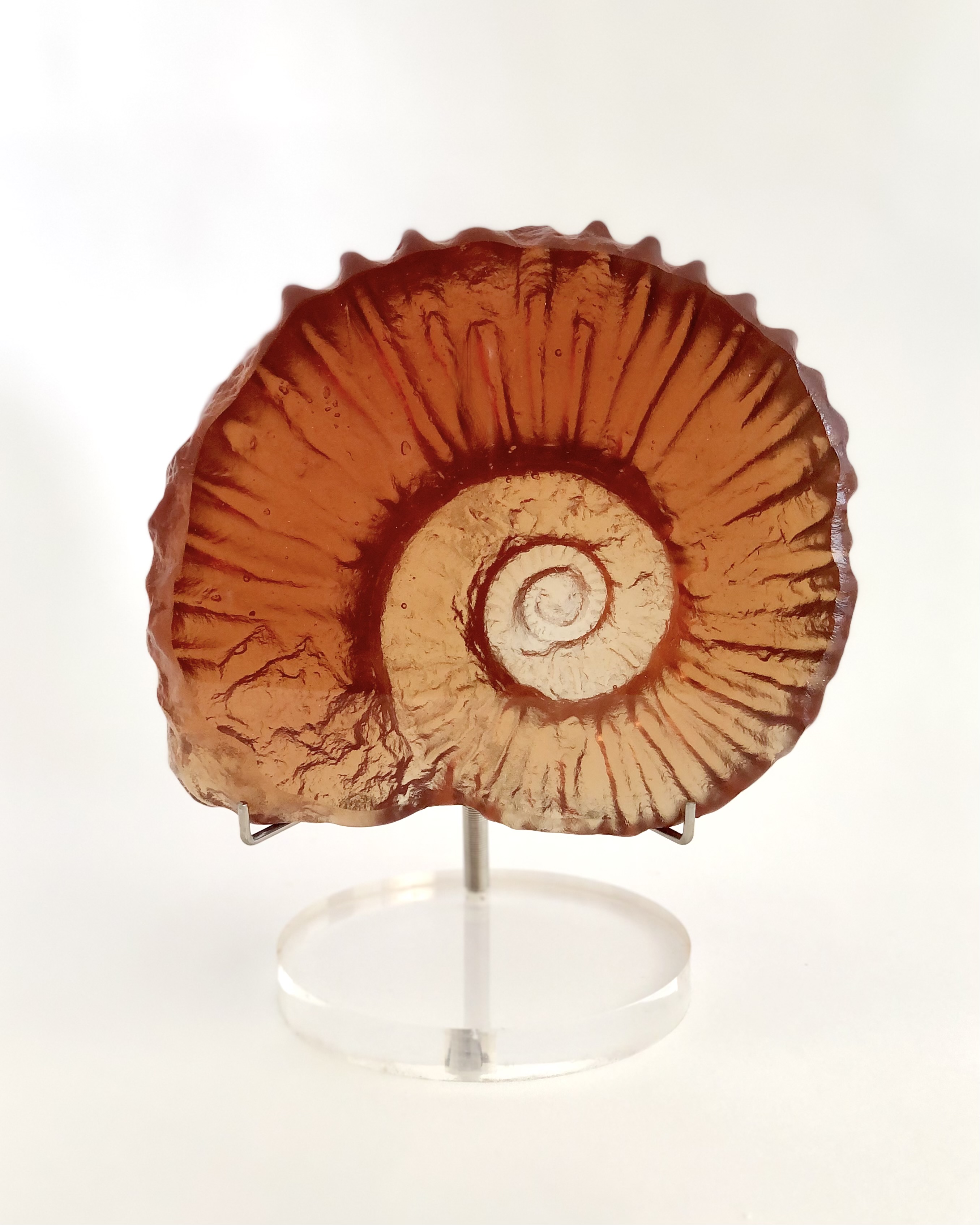 Ammonite Ammonite