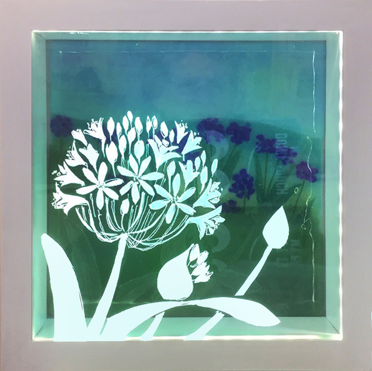 Agapanthus lightbox Agapanthus lightbox